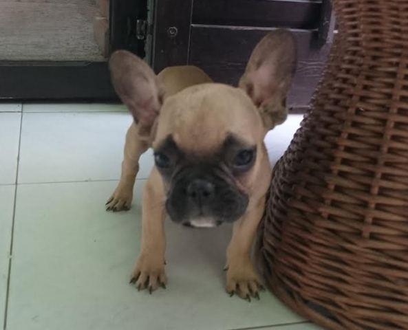 Francuski buldog stenci