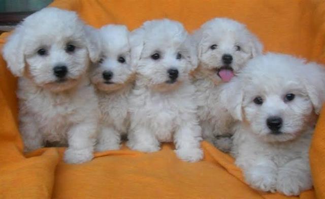 BICHON-FRISE--kovrdzavi-bison---stenci-samp-