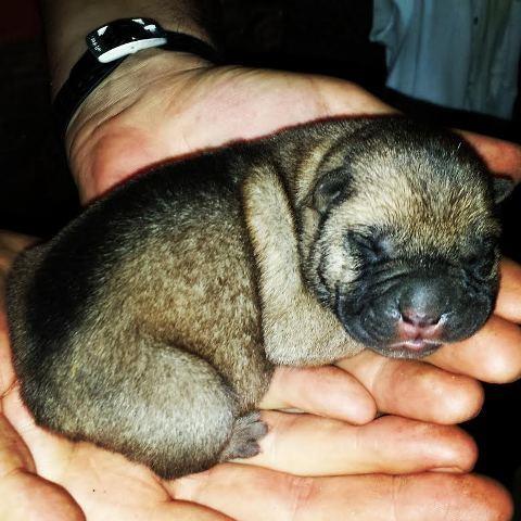 Shar-Pei-stenci