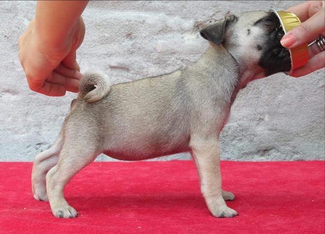 Mops-štenci