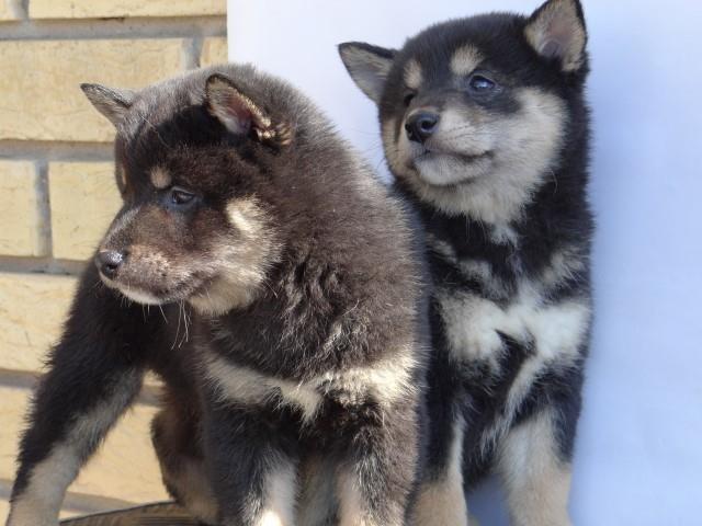 Shiba-Inu-stenci