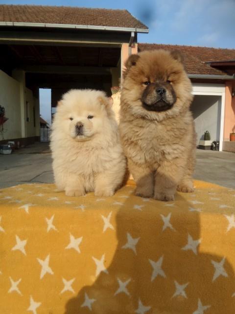 -Chow-chow-cau-cau-stenad
