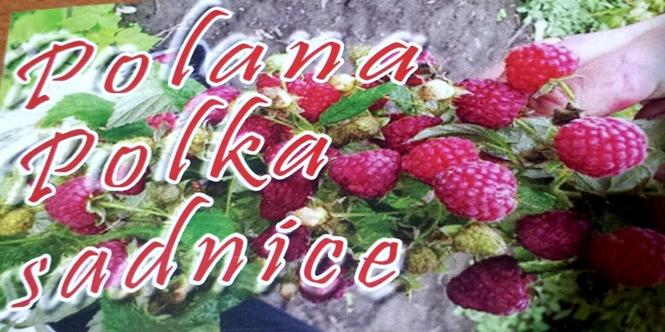 Sadnice maline Polana