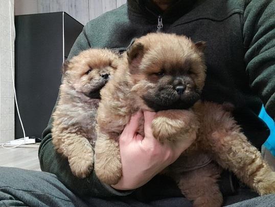 Chow-chow-cau-cau-stenad