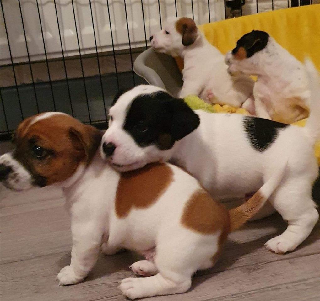 Jack-Russell-Štenad-na-prodaju