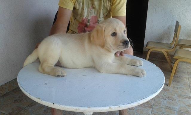 Labrador-retriver--štenci