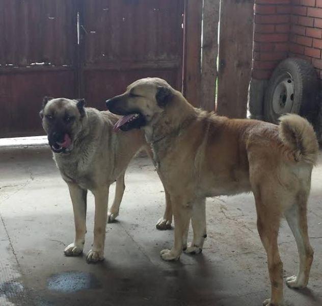 Kangal---Turski-pastirski-pas