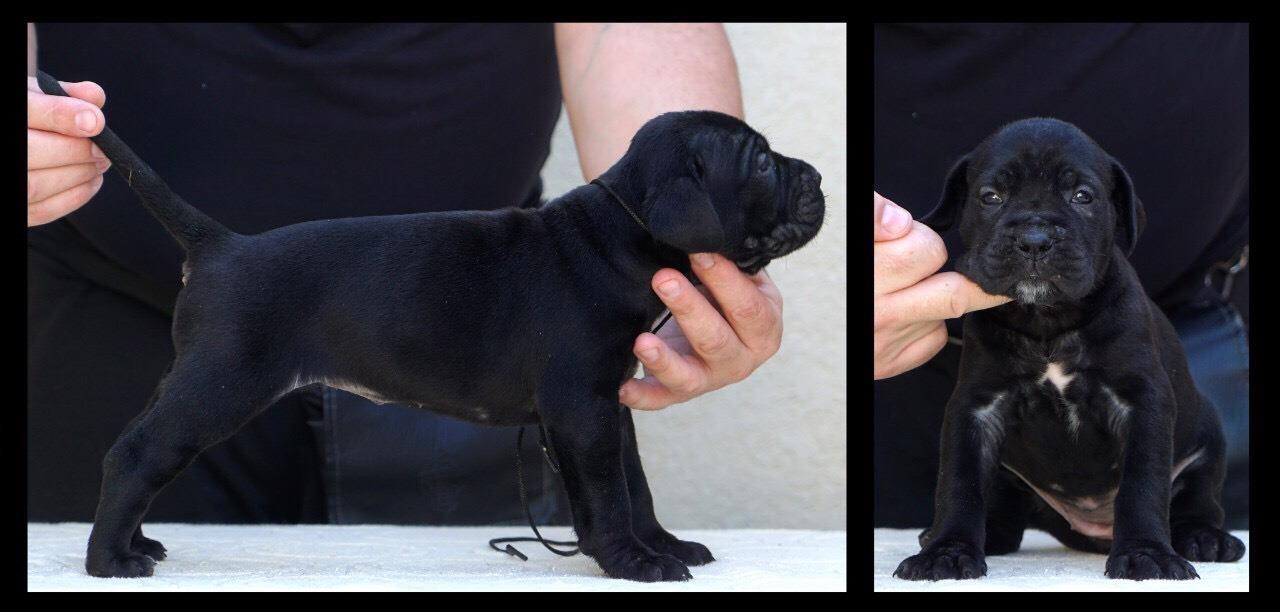 Cane-corso-štenci