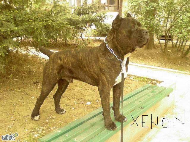 Cane-Corso-stenci-VRHUNSKO-LEGLO