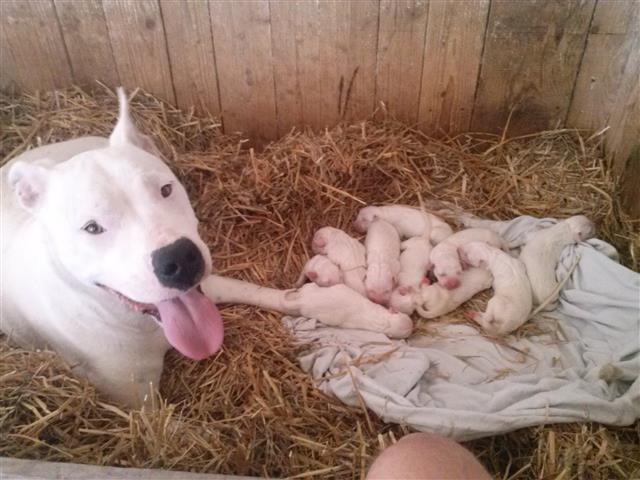 Prodajem-stence-Dogo-Argentino
