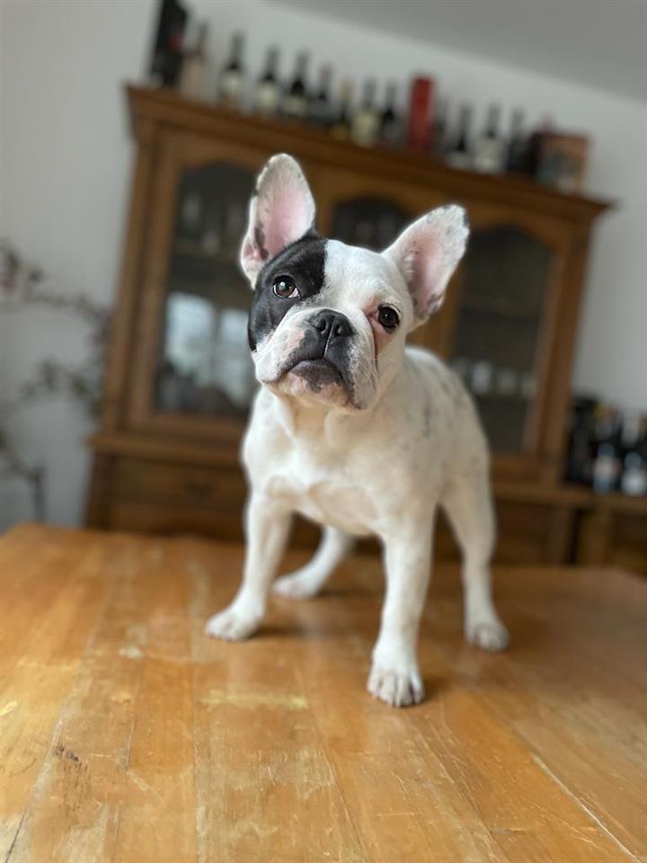 Francuski-buldog-
