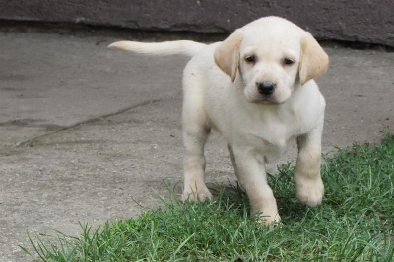 Labrador-retriver-stenad-