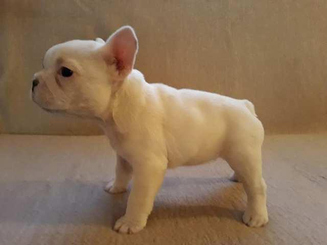 Francuski buldog, štene