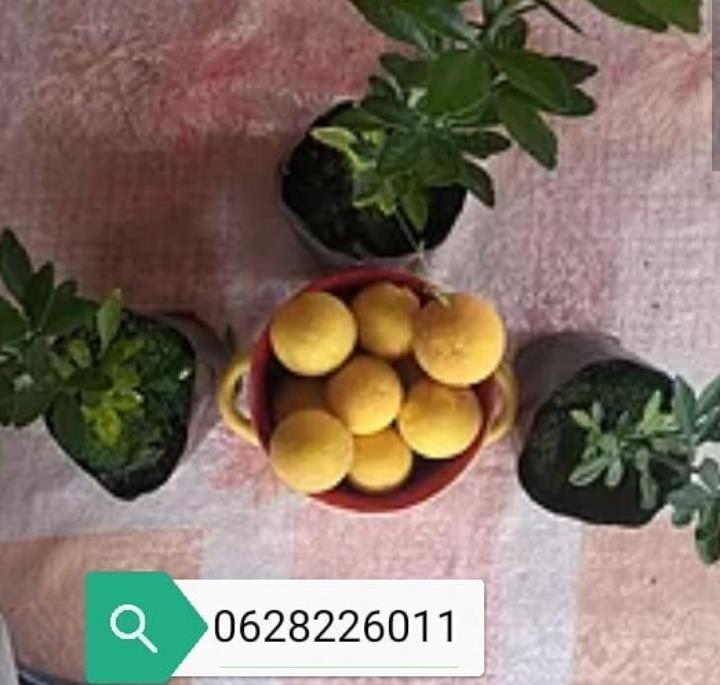 Sadnice-ruza-stablasica--mini-ruza--sad