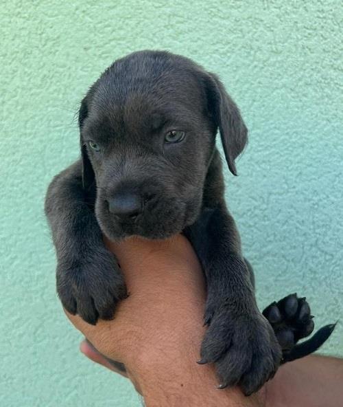 Cane-corso-stenci