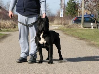 Cane-corso-slobodan-za-parenje