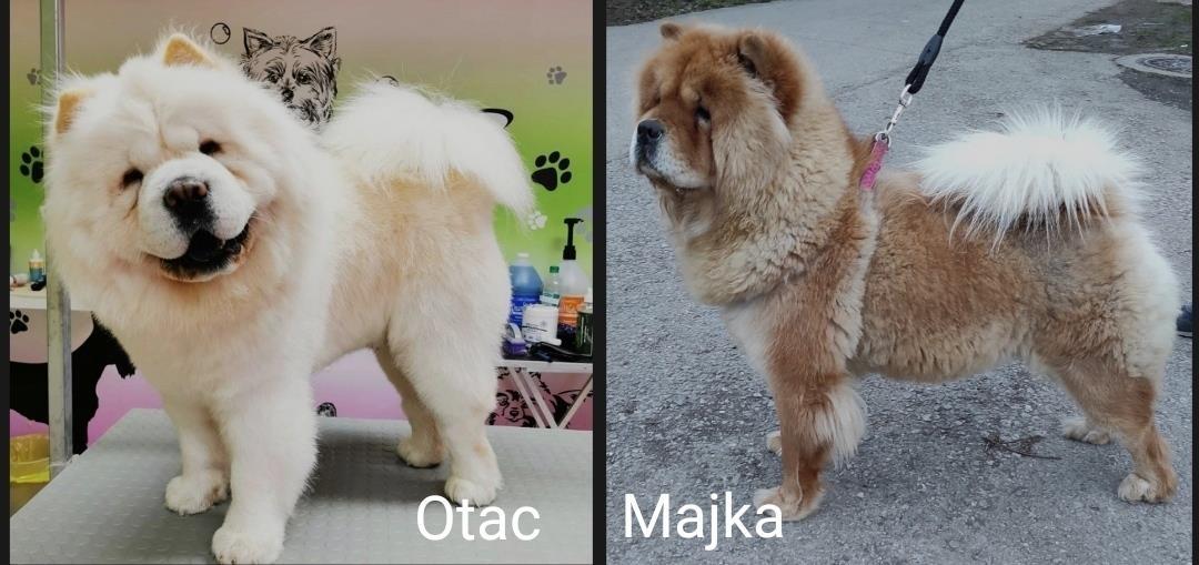Chow-chow-stene