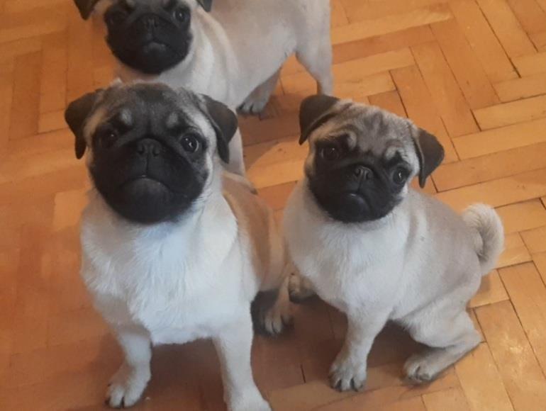 Mops