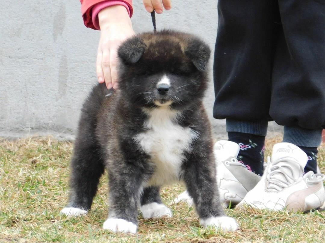 Akita-inu-stenci