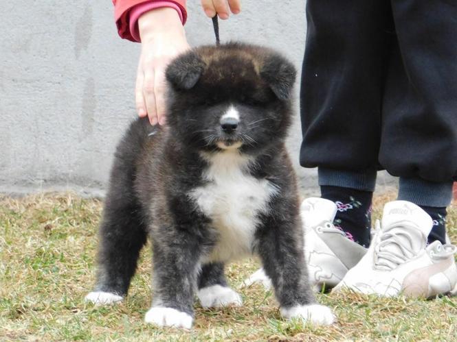 Akita inu stenci
