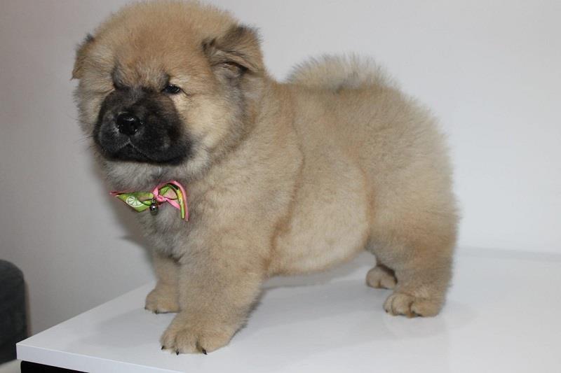 Chow-chow-cau-cau-stenad