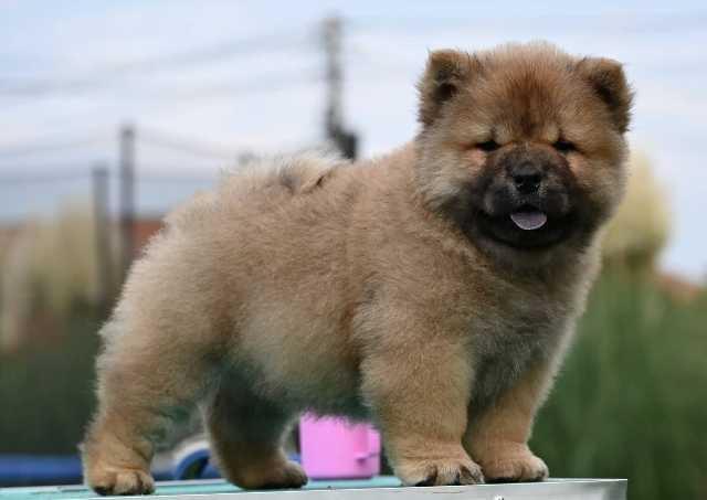 Chow-Cau-Cau-