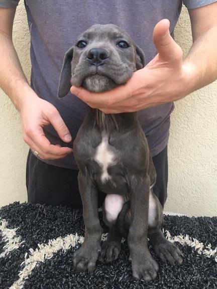 Cane-corso-štenci