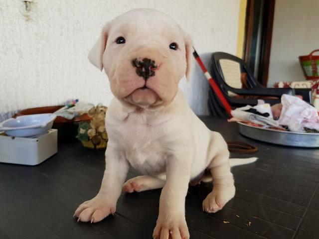 Dogo-Argentino--stenci