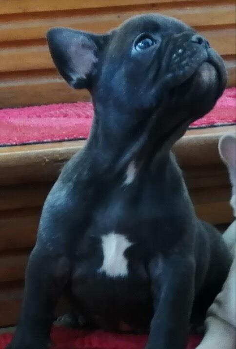 Francuski-buldog-štenci