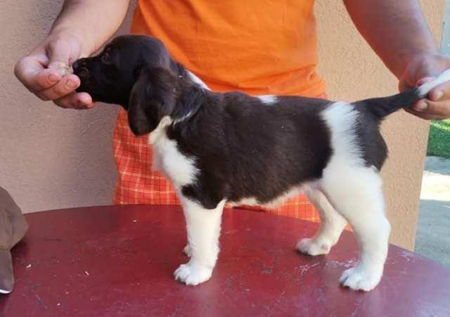 Mali-minsterlender--štenci
