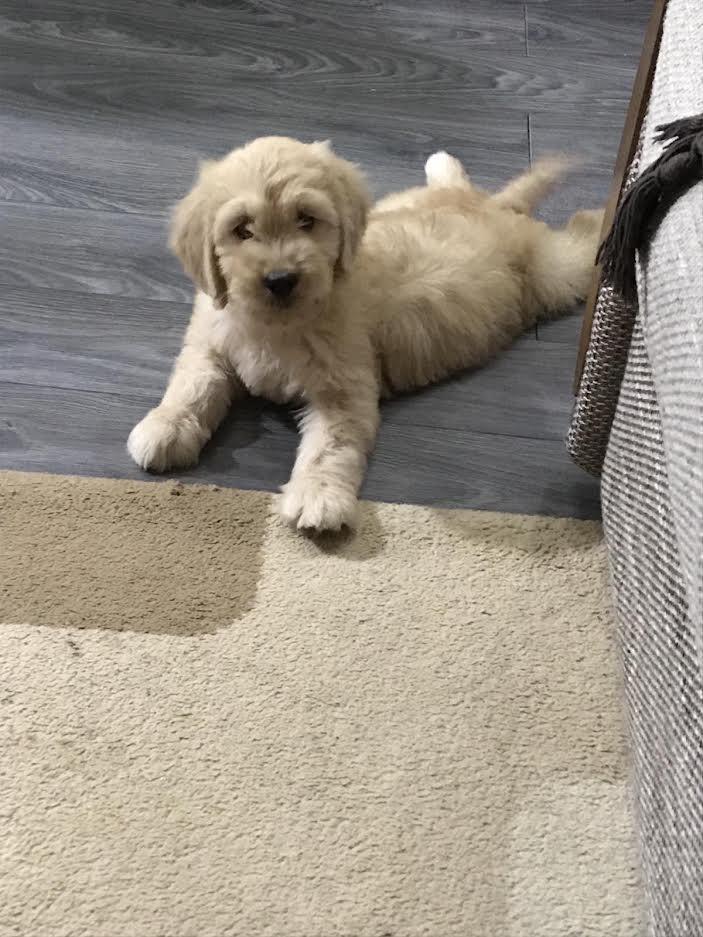 Goldendoodle-
