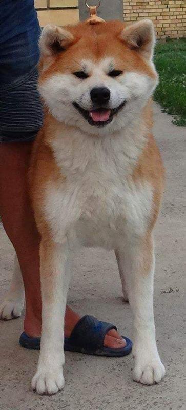 Akita-Inu