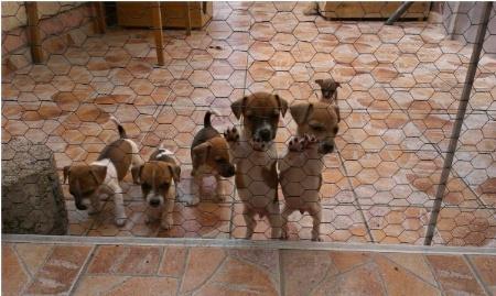 Jack-Russell-Terrier-stenci-