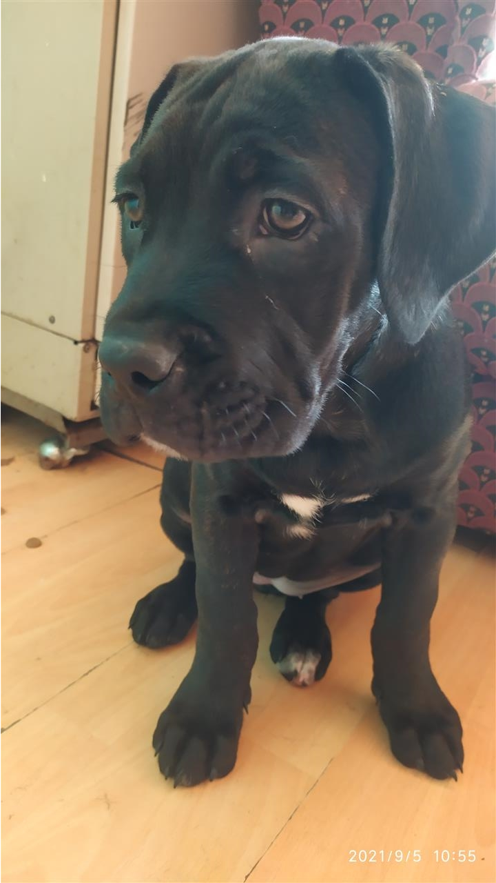 Štenci-Cane-Corso