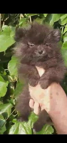 Nemački špic pomeranskog tipa 