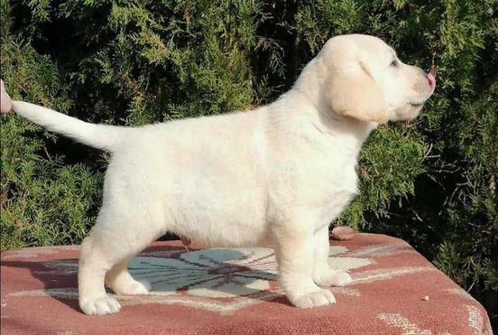 Labrador-retriver