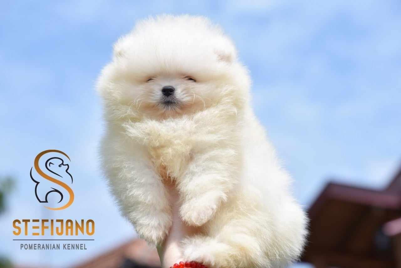 Pomeranac-Boo-
