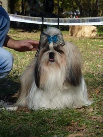 Shih tzu - stenci