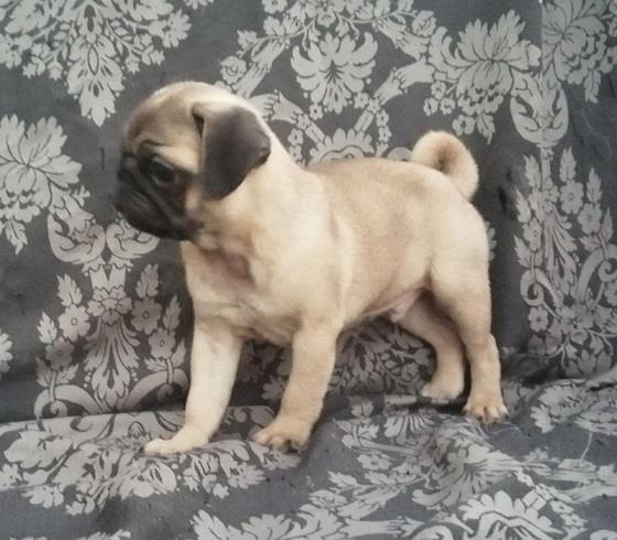 Mops-preslatki-štenci