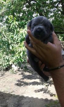 Cane-corso--sivi-stenci
