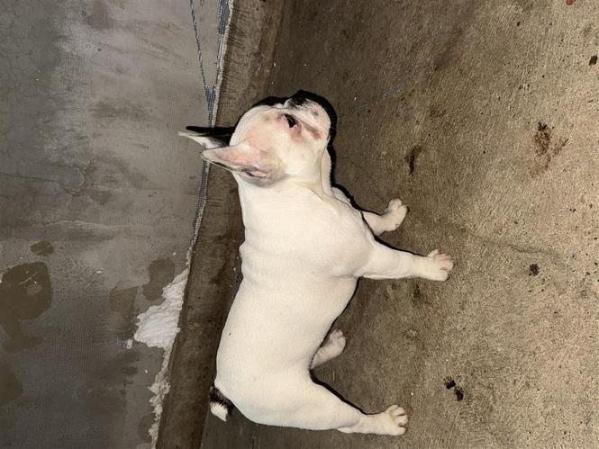 Francuski buldog