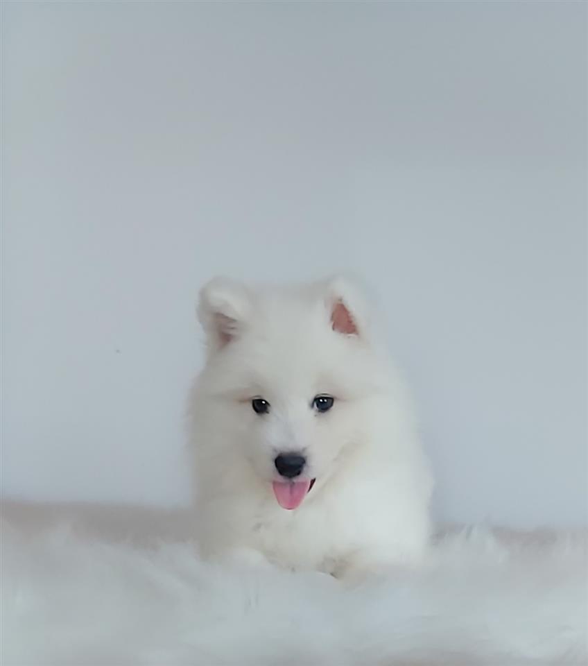 Samojed--štene