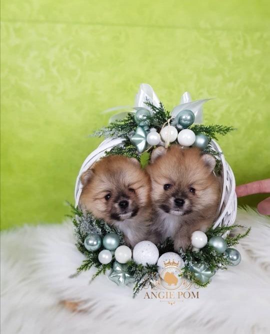 Mini-Boo