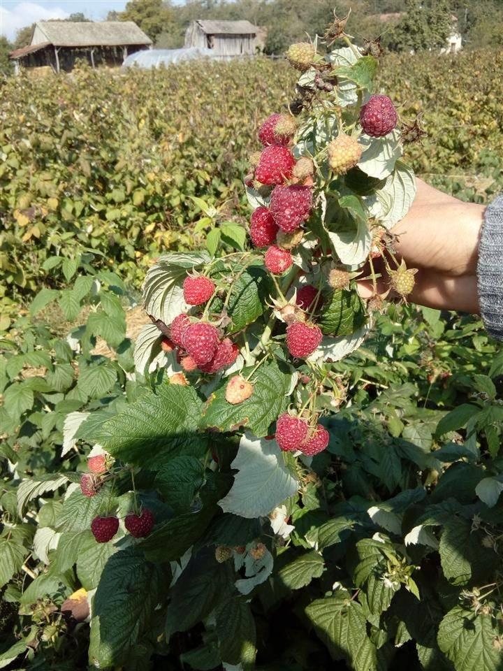 Sadnice-maline-