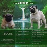 Mops-štenci