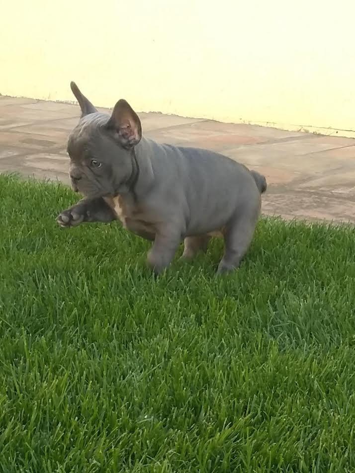 Francuski-buldog
