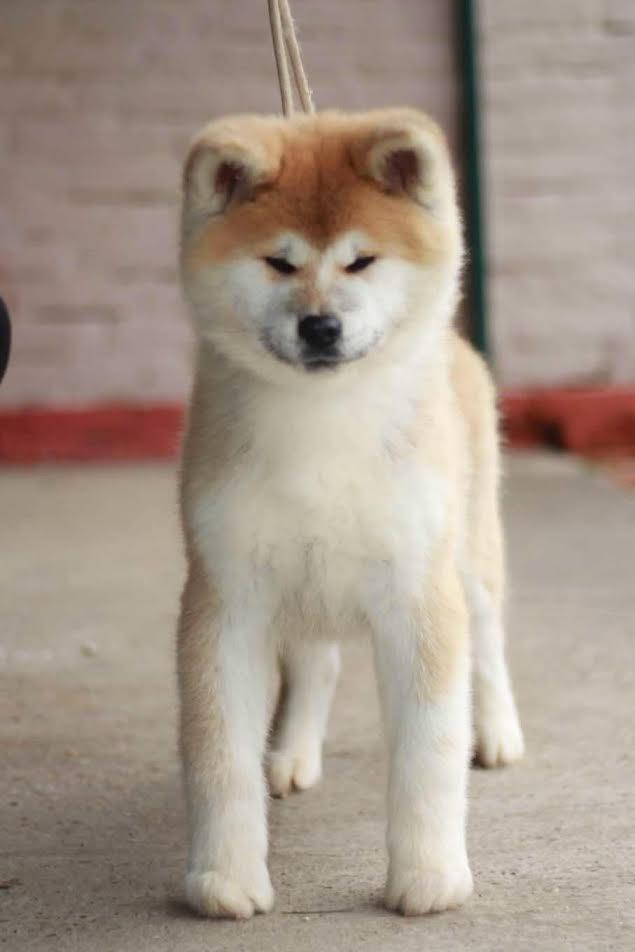 Akita-Inu