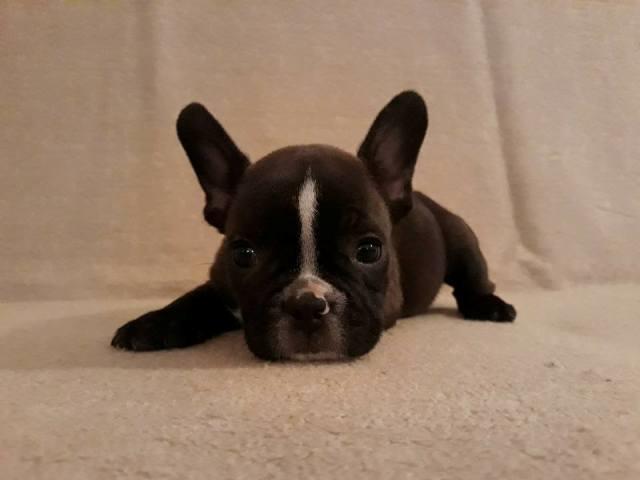 Francuski-buldog--štenci