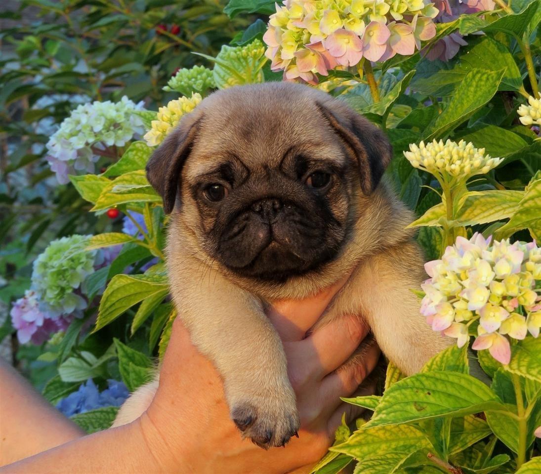 Mops