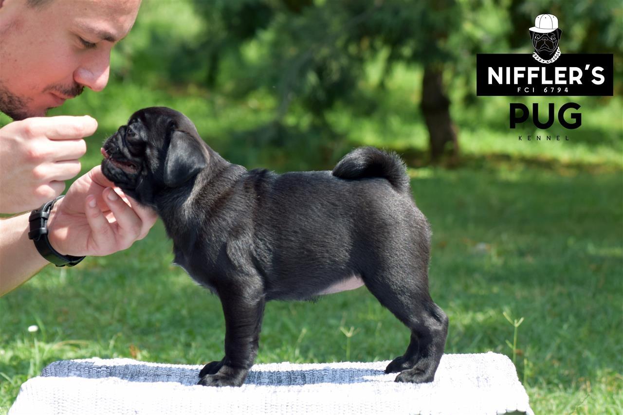 Crni-Mops-štenci-